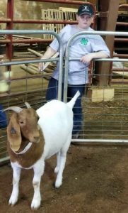 Tyler:Tyler Dunn studies a pen of goats before winning 2nd place in the region.