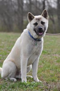 Meet "Bear" a two year old Akita/Shepard mix and the “Pet of the Week”, a regular segment on WJLE featuring a lovable critter at the DeKalb Animal Shelter that needs a good home.