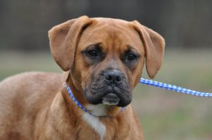 "Toby" the WJLE/DeKalb Animal Coalition "Pet of the Week" HAS BEEN ADOPTED!