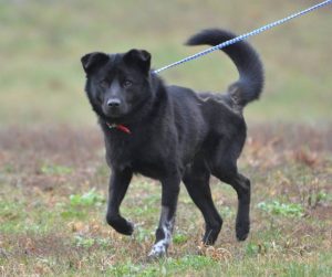 “Major” the WJLE/DeKalb Animal Coalition “Pet of the Week” is available for Adoption