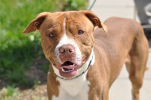 This week’s WJLE/DeKalb Animal Coalition featured Pet is “Chase” a 1-2 year old American Pit Bull Terrier.