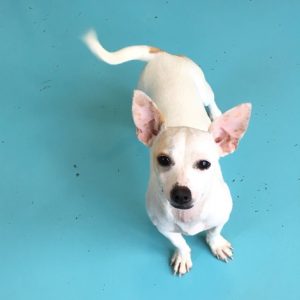 The WJLE/DeKalb Animal Coalition featured “Pet of the Week” is now available for adoption. “Cammy is a 10 month old Chihuahua, probably Rat Terrier mix.