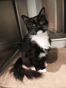 “Oreo” is the WJLE/ DeKalb Animal Coalition featured “Pet of the Week”