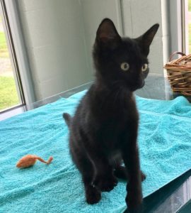 DeKalb Animal Coalition Offering Kitten Adoption Special. Adopt Ash for $10