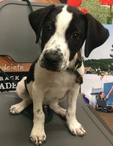 Every family deserves a pet like “Liam”. This week’s WJLE/DeKalb Animal Coalition featured “Pet of the Week” is waiting at the shelter for you to take him home.