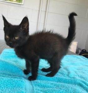 DeKalb Animal Coalition Offering Kitten Adoption Special. Adopt Josephine for $10