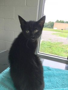 DeKalb Animal Coalition Offering Kitten Adoption Special. Adopt Liza for $10