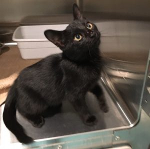 DeKalb Animal Coalition Offering Kitten Adoption Special. Adopt Louie for $10