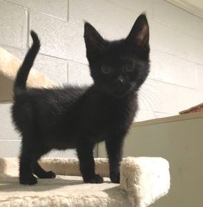 DeKalb Animal Coalition Offering Kitten Adoption Special. Adopt Norene for $10