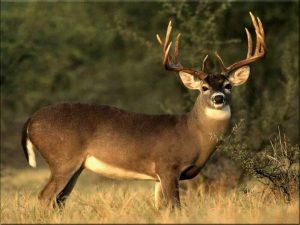 The 2022-23 deer hunting season is nearing its conclusion in Tennessee. The gun season for deer concludes on January 8 while the second Young Sportsman Hunt for 2022-23 is Jan. 14-15.