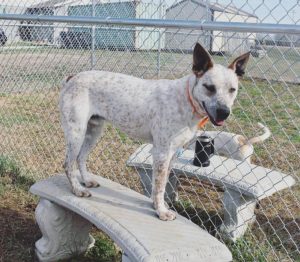 Playful “Clyde” Now Available for Adoption at DeKalb Animal Shelter