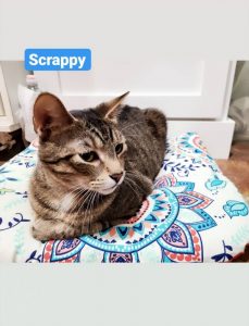 Meet “Scrappy” the WJLE/DeKalb Animal Shelter Featured “Pet of the Week”