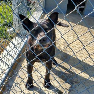 “Petunia”, a mixed Terrier-American Pit Bull, is the WJLE/DeKalb Animal Shelter featured “Pet of the Week” .