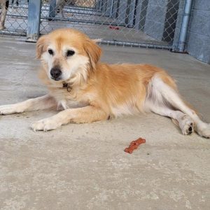 “Goldie” needs home to live out her golden years