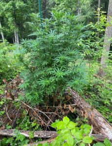 Marijuana found Wednesday in the Barnes Mill Road area of DeKalb County