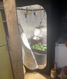 In-door marijuana grow operation