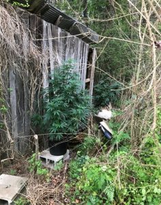 Members of the Governor’s Task Force on Marijuana Eradication conducted a flyover in portions of DeKalb County Wednesday searching for marijuana grow operations.