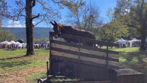 The Pumpkin Festival will feature a mule which will be helping make ice cream by walking a treadmill to turn a churn.