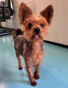 Meet “Snoopy” at the DeKalb Animal Shelter