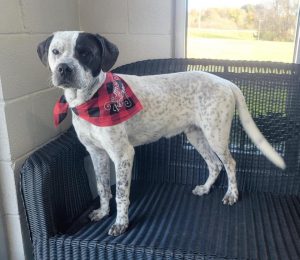 A lively dog may be just want you need to liven up your home. Meet “Oreo” the WJLE/DeKalb Animal Shelter featured “Pet of the Week”. He is now available for adoption!