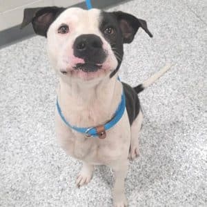 Loveable “Willard” is the WJLE/DeKalb Animal Shelter Featured “Pet of the Week” (View Video Here)