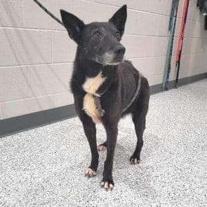 Older dogs need love too! Meet “Matilda”, the WJLE/DeKalb Animal Shelter featured “Pet of the Week”