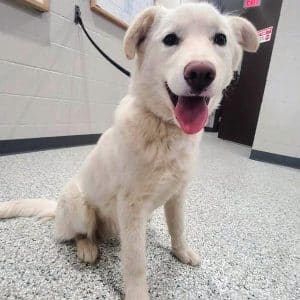 If you’re a dog lover the DeKalb Animal Shelter has one you’ll really take a shine to! “Poncho” is the WJLE/DeKalb Animal Shelter featured “Pet of the Week”. What a loveable pet to have in time for Valentine’s Day!