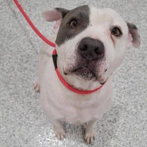 He’s a big boy who loves to play big time! Get acquainted with “Dozer”, the WJLE/DeKalb Animal Shelter featured “Pet of the Week”.