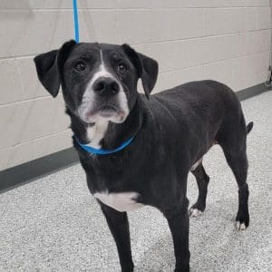 Twenty dollars! That’s all it will cost to adopt “Mister” a dog sure to give you years of love and companionship “Mister” is the WJLE/DeKalb Animal Shelter featured “Pet of the Week”