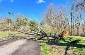 Tree blown down over Old Mill Hill Road Friday