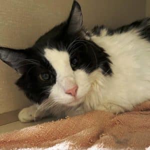 When it comes to senior cats, they don’t come more adorable or lovable than “Oscar”, the WJLE/DeKalb Animal Shelter Featured Pet of the Week.