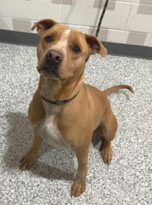 Its hard to believe that a dog as playful and loveable as “Marshall” doesn’t have a forever home. You can change that by adopting him today! “Marshall” is the WJLE/DeKalb Animal Shelter featured “Pet of the Week”