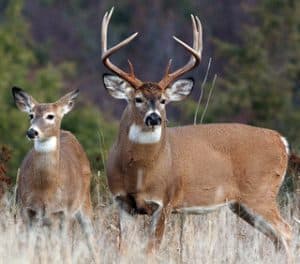 2023-24 Gun Hunting Season for Deer Opens November 18