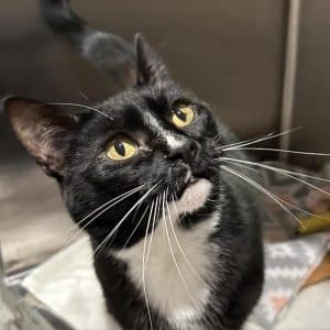 A cutsie “Bootsie”! For only $50 you can take home from the DeKalb Animal Shelter today a beautiful cat sure to give you and your family years of love and companionship. “Bootsie” is the WJLE/DeKalb Animal Shelter featured “Pet of the Week”.