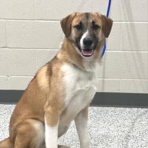 “Justice” just in time for Valentine’s Day! If he could talk “Justice” might just say “Please be my Valentine”! Justice, a 10 month old Shepherd mix is the WJLE/DeKalb Animal Shelter featured Pet of the Week and he would be a great addition to your family in time for Valentine’s Day.