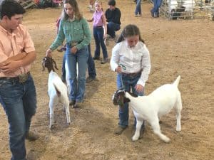 Andrea Kate Estes in the Junior Goat Show at the DeKalb County Fair