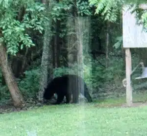 Young bear shown here near Dowelltown