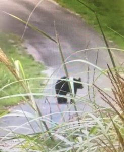 Recent photo of black bear on Talpha Drive near Snow Hill Road in DeKalb County. Photo and video by Madison Kemper