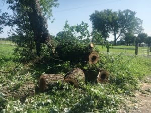 DeKalb Highway Department Working to Clear County Roads of Storm Debris. Photo shows tree that was cut up and removed after falling across Cecil Hale Road