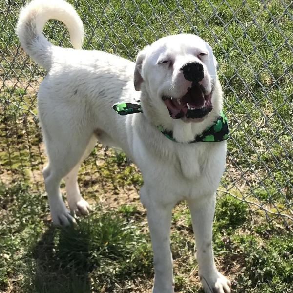 Its your lucky day? With St. Patrick’s Day on the way, the DeKalb Animal Shelter has the perfect pet to make you feel lucky! Meet “Murphy”, the WJLE featured “Pet of the Week”.